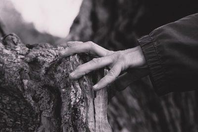 Close-up of hand holding tree trunk