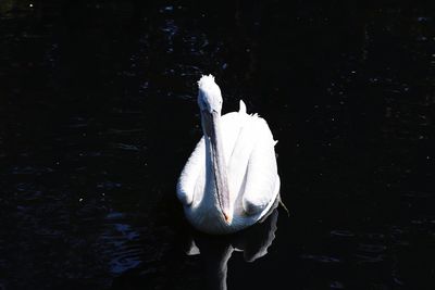 Swan swimming in lake