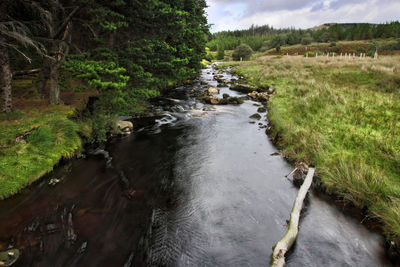 River flowing amidst trees in forest