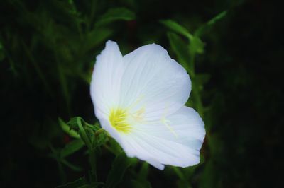 Close-up of white flowers