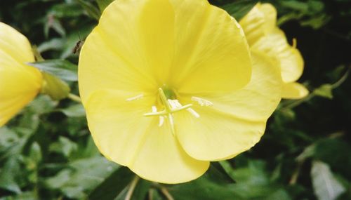 Close-up of yellow flowering plant