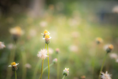 Close-up of yellow dandelion flower on field