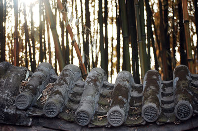 Close-up of buddha statue in forest