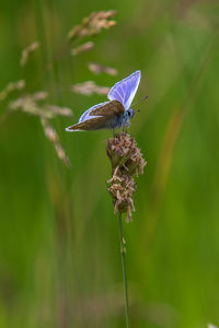 Close-up of butterfly pollinating on purple flower