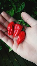 Midsection of man holding red chili peppers