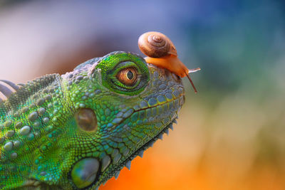 Close-up of lizard