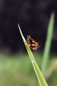 Close-up of damselfly perching on leaf