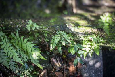 High angle view of plants growing on field