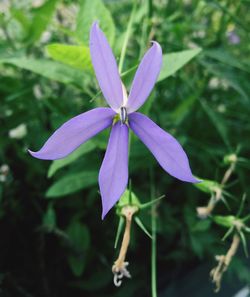 Close-up of purple flowers