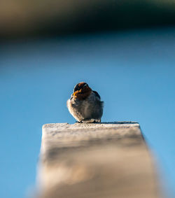 Low angle view of bird perching on wood against blue sky