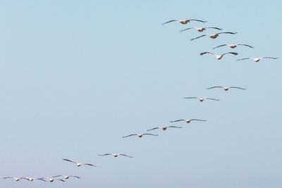 Low angle view of birds flying in the sky