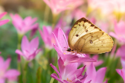 Close-up of butterfly pollinating on pink flower