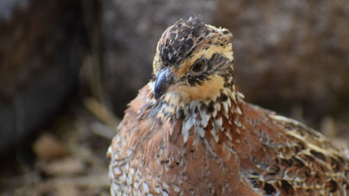 Close-up of a bird looking away