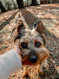 Portrait of dog on field