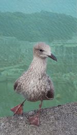 Close-up of seagull on a lake