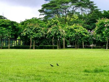 Trees on grassy field