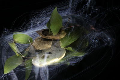 Digital composite image of leaves against black background