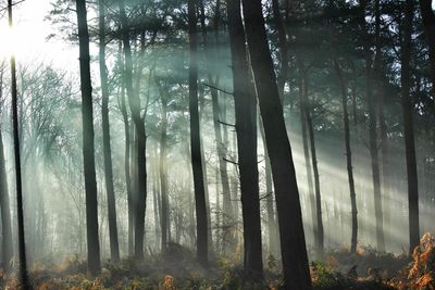 Trees in forest against sky