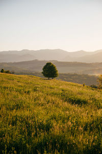 Scenic view of a lonely tree at sunrise.