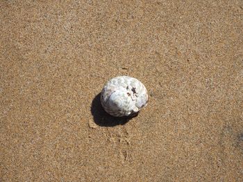 Seashell on sandy beach
