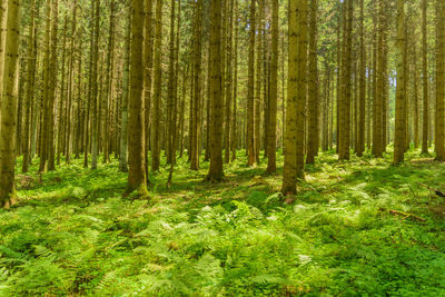 Pine trees in forest