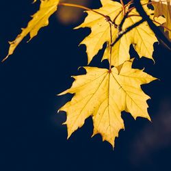 Close-up of maple leaves