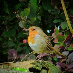 Close-up of bird perching on plant