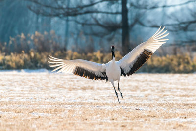 Crane landing on field