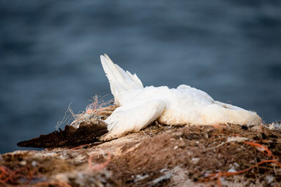 Close-up of bird