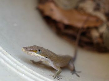 Close-up of lizard on wall