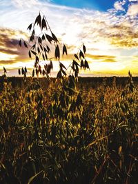 Scenic view of sunflower field against sky during sunset