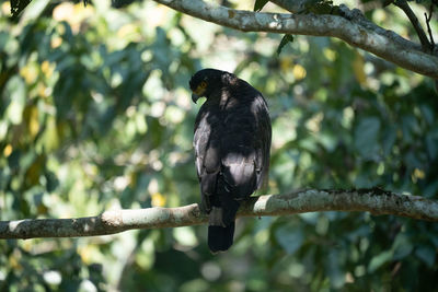 Close-up of bird perching on tree