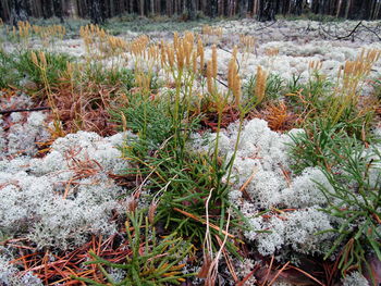 Close-up of frozen plants on field