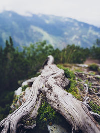 Close-up of driftwood on tree trunk