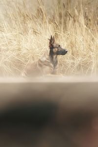 Dog in a field