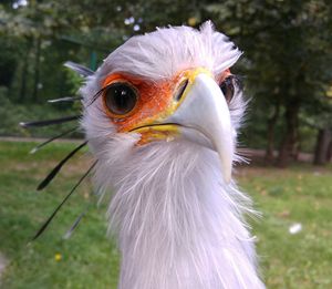 Close-up of animal head