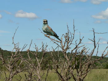 Bird perching on branch against sky