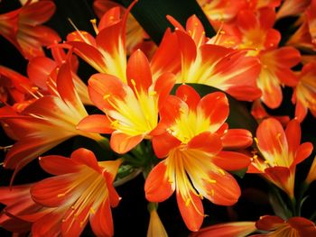 Close-up of orange flower