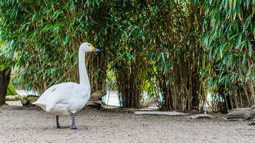 White birds on the beach