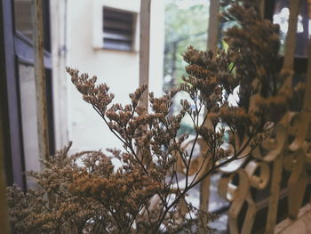 Close-up of flower tree by house in winter