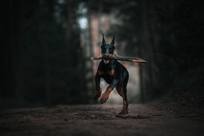 Close-up of dog on field