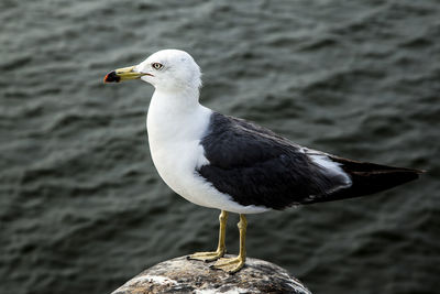 Close-up of seagull