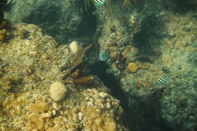 Close-up of coral in sea