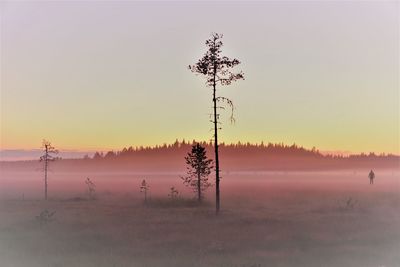 Tree on field against sky during sunset