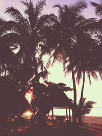 Low angle view of palm trees on beach