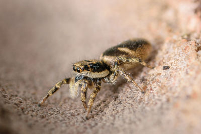 Close-up of spider