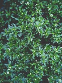 High angle view of fresh green plants