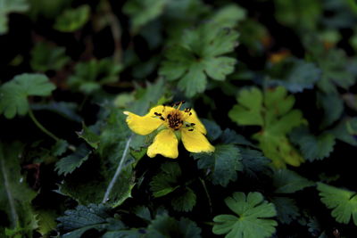 Close-up of yellow flowering plant