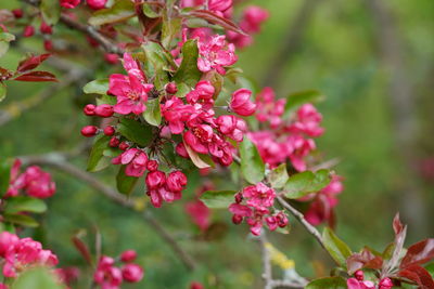 Close-up of pink flowering plant