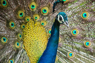 Close-up of peacock